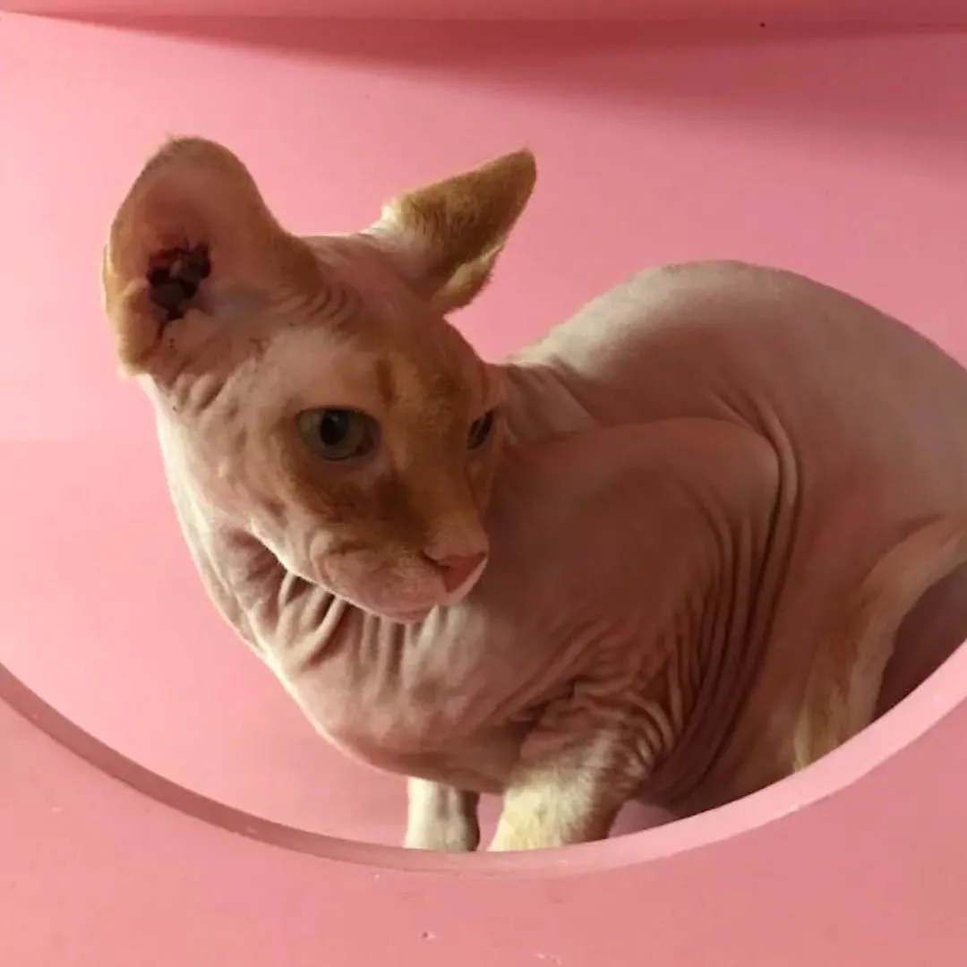 Dobby